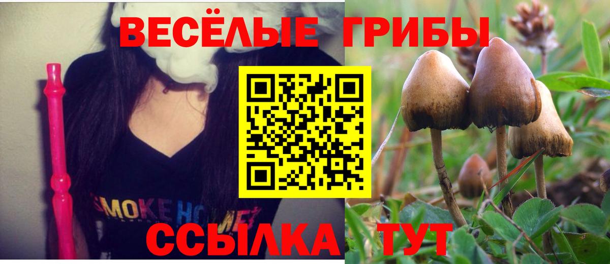 Псилоцибиновые грибы Psilocybine cubensis Асбест